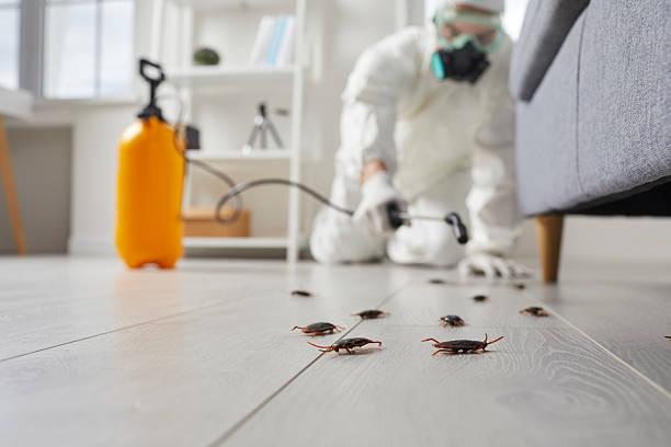 Post-Treatment Bed Bug Interceptor Monitoring in Spencerville